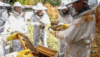 A campus abuzz: Bees arrive at Cistercian Preparatory School